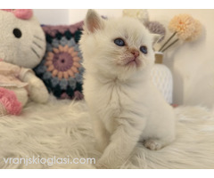 Skotski fold i straight mace - Slika 3/5