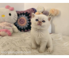 Skotski fold i straight mace - Slika 4/5