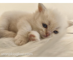 Skotski fold i straight mace - Slika 5/5