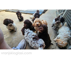 Lagotto Romagnolo, dostupni štenci