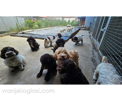 Lagotto Romagnolo, dostupni štenci