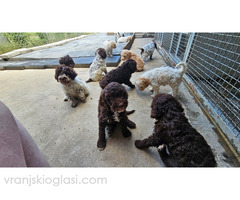 Lagotto Romagnolo, dostupni štenci - Slika 3/9