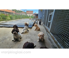 Lagotto Romagnolo, dostupni štenci - Slika 4/9