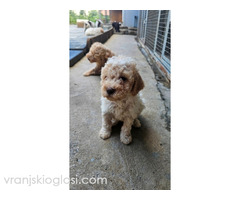 Lagotto Romagnolo, dostupni štenci - Slika 5/9