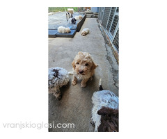 Lagotto Romagnolo, dostupni štenci - Slika 7/9