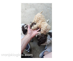 Lagotto Romagnolo, dostupni štenci - Slika 8/9