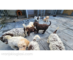 Lagotto Romagnolo, dostupni štenci - Slika 9/9