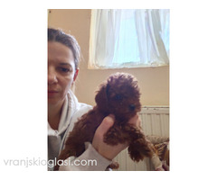 Crvene toy pudle - Slika 3/4