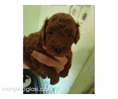 Crvene toy pudle - Slika 4/4