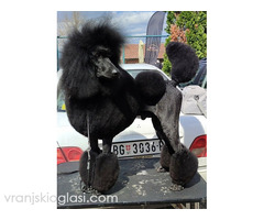 Vrhunsko leglo VELIKIH PUDLI