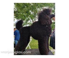 Vrhunsko leglo VELIKIH PUDLI