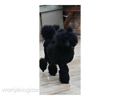 Vrhunsko leglo VELIKIH PUDLI - Slika 4/9