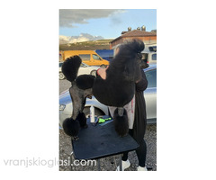 Vrhunsko leglo VELIKIH PUDLI - Slika 6/9