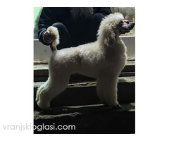 Vrhunsko leglo VELIKIH PUDLI - Slika 7/9