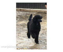 Vrhunsko leglo VELIKIH PUDLI - Slika 8/9