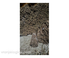 Isečena Loza 1 KLASE za Kalemljenje