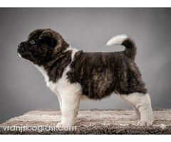 Američka Akita, izuzetni štenci - Slika 4/8