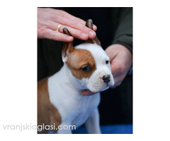 Američki Stafordski terijer štenci