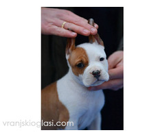 Američki Stafordski terijer štenci