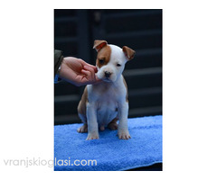 Američki Stafordski terijer štenci - Slika 3/11