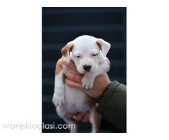 Američki Stafordski terijer štenci - Slika 4/11