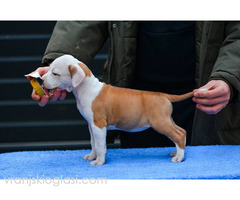Američki Stafordski terijer štenci - Slika 5/11