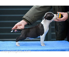 Američki Stafordski terijer štenci - Slika 6/11