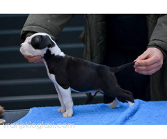 Američki Stafordski terijer štenci - Slika 7/11