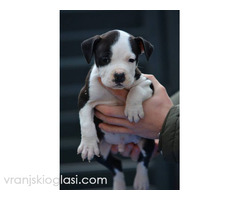 Američki Stafordski terijer štenci - Slika 8/11