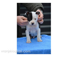 Američki Stafordski terijer štenci - Slika 9/11