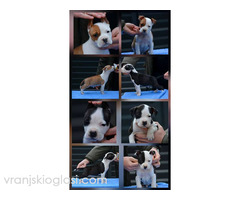 Američki Stafordski terijer štenci - Slika 11/11