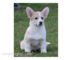 Velški Korgi Welsh Corgi Pembroke