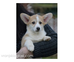 Velški Korgi Welsh Corgi Pembroke