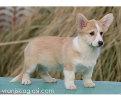 Velški Korgi Welsh Corgi Pembroke - Slika 3/9