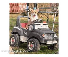 Velški Korgi Welsh Corgi Pembroke - Slika 4/9