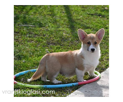 Velški Korgi Welsh Corgi Pembroke - Slika 5/9