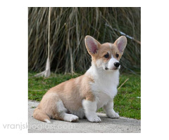 Velški Korgi Welsh Corgi Pembroke - Slika 6/9