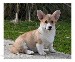 Velški Korgi Welsh Corgi Pembroke - Slika 7/9