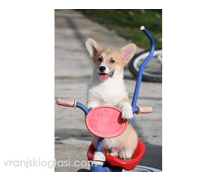 Velški Korgi Welsh Corgi Pembroke - Slika 8/9