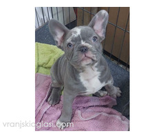 Sivi plavi francuski buldog