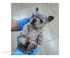 Sivi plavi francuski buldog - Slika 3/5