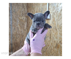 Sivi plavi francuski buldog - Slika 4/5