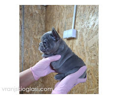 Sivi plavi francuski buldog - Slika 5/5