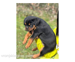 Rotvajler štenci