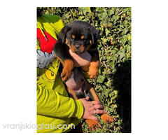 Rotvajler štenci - Slika 3/8