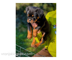 Rotvajler štenci - Slika 4/8