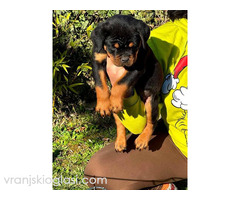 Rotvajler štenci - Slika 5/8