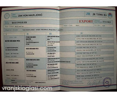 Rotvajler štenci - Slika 8/8