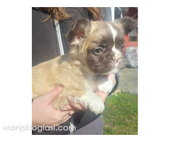 Francuski buldog štenci dugodlaki