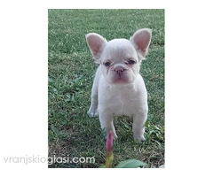 Francuski buldog štenci dugodlaki